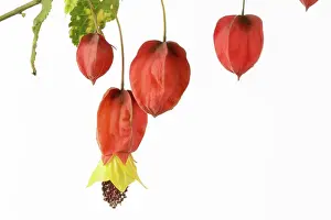 Prints of Abutilon megapotamicum Variegata Blooming Beauty: Abutilon megapotamicum Variegata