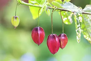 Prints of Abutilon megapotamicum Variegata Transform Your Space: Abutilon megapotamicum Variegata