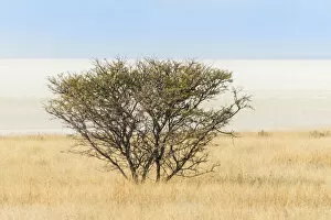 Acacia bush, Etosha National Park, Namibia