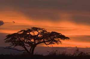 Images Dated 6th April 2007: acacia erioloba, acacia tree, amboseli national park, backlit, beauty in nature