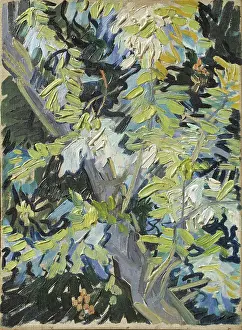 Prints of Acacia Flowering. Found in the Collection of Nationalmuseum Stockholm. (Photo by Fine Art Images/Heritage Images/Getty Images) Echoes of Genius: Timeless Reproductions of a Master’s Vision: Acacia Flowering