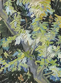 Low Countries Prints: Acacia in Flowers. Creator: Vincent van Gogh