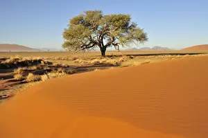 Naukluft Prints: Acacia at the foot of a dune near Sossusvlei