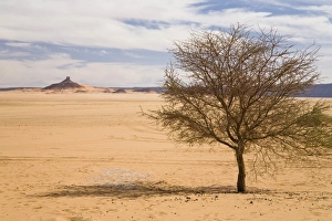 Legume Family Gallery: Acacia in the Libyan Desert, Libya, North Africa, Africa