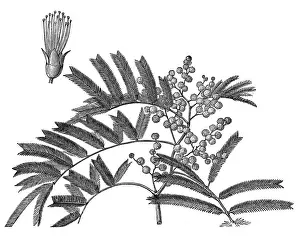 Acacia mearnsii (Black Wattle)