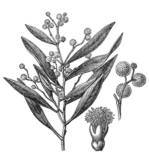 Acacia penninervis, commonly known as hickory wattle, mountain hickory, or blackwood