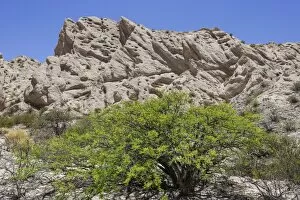 Acacia shrub and geological formations of a dry lake bed in the Monument Natural Angastaco, Salta, Argentina
