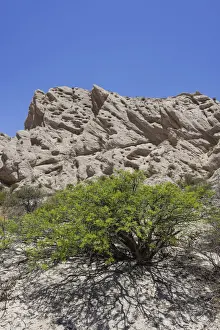 Sedimentation Prints: Acacia shrub and geological formations of a dry lake bed in the Monument Natural Angastaco