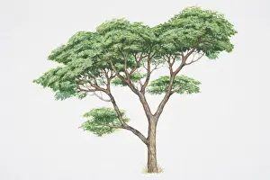 One Object Prints: Acacia sieberiana, Paperbark Thorn tree with light brown bark and leafy crown