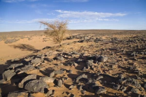 Legume Family Gallery: Acacia in the stone desert, black desert, Libya, North Africa, Africa