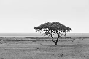 Acacia, in the back the Etosha Pan, Etosha National Park, Namibia