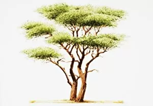 Trunk Collection: Acacia tree (Acacieae)