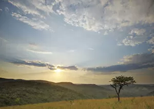 Images Dated 16th November 2011: acacia tree, africa, at the edge of, beauty in nature, bushveld, cloud, clouds, color image