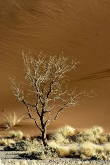 Arid Climate Collection: Acacia Tree, Arid Climate, Arid Landscape, Desert, Extreme Terrain, Generic Location