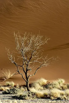 Arid Climate Collection: Acacia Tree, Arid Climate, Arid Landscape, Desert, Extreme Terrain, Generic Location
