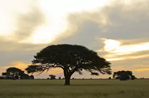 Images Dated 20th May 2009: acacia tree, beauty in nature, day, flat, grass area, horizontal, idyllic, landscape