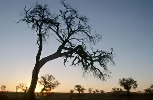 Horizonta Prints: Acacia Tree, Color Image, Dusk, Evening, Horizon Over Land, Horizontal, Landscape