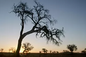 Horizon Over Land Collection: Acacia Tree, Color Image, Dusk, Evening, Horizon Over Land, Horizontal, Landscape