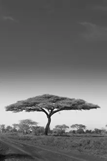 An acacia tree in Serengeti National Park, Tanzania