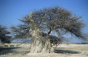 Namibia Collection: An Acacia Tree Being Taken Over by a Termite Mound
