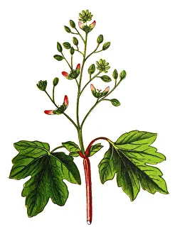 Acer campestre, known as the field maple