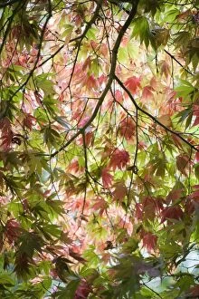 Flowers by Brian Haslam Collection: Acer glade