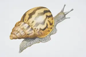 Achatina fulica, Giant African Snail with striped shell