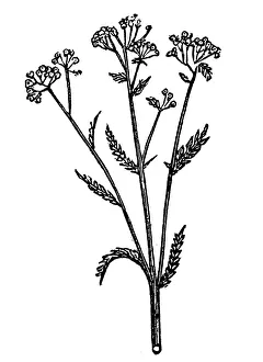 Images Dated 26th May 2017: Achillea millefolium (yarrow)