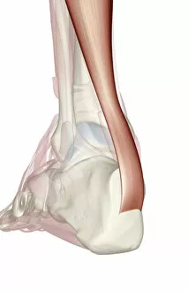 Human Gallery: Achilles tendon