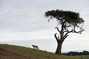 acinonyx jubatus, cheetah, day, full length, horizon over land, horizontal, kenya