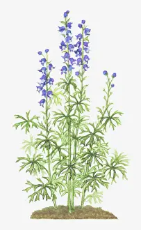 aconitum, aconitum napellus, blue, botany, cut out, flower, foliage, leaf, monks hood