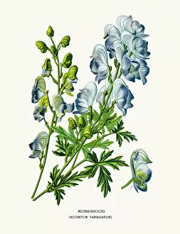 Images Dated 2nd August 2016: Aconitum deadly poisonous flower