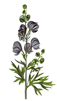 Aconitum napellus (monk s-hood, aconite, wolfsbane)