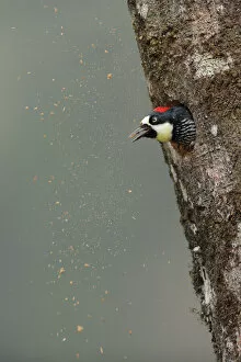 Images Dated 27th August 2018: Acorn Woodpecker