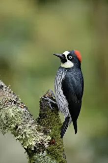 Images Dated 16th April 2017: Acorn Woodpecker