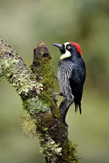 Images Dated 19th April 2017: Acorn Woodpecker