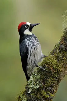 Images Dated 14th June 2017: Acorn Woodpecker