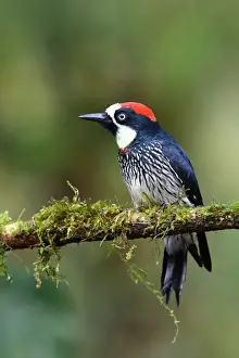 Acorn Woodpecker (Melanerpes formicivorus) Costa Rica