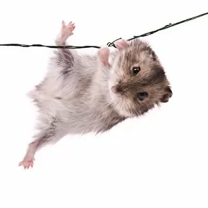 Images Dated 14th March 2011: Acrobatic Little Hamster