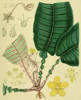Acrotrema lyratum, a species belonging to the rose apple family (Dilleniaceae), native to Southeast Asia, Sri Lanka, digitally restored historical colour print from 1893
