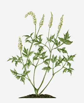Long Prints: Actaea racemosa (Black Cohosh) with flowers and green leaves on long stems