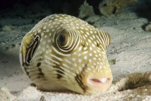 Images Dated 16th April 2012: actinopterygii, african, animals, aquatic, blowfish, bodies, body, bony, egyptian