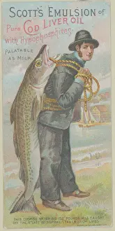 Fisherman Prints: Advertisement for Cod Liver Oil