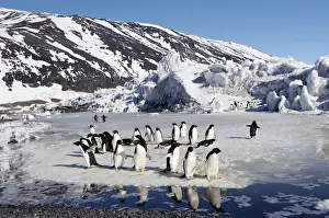 Explore Prints: AdA lie Penguins (Pygoscelis adeliae)