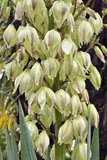 Adams Needle, Spanish Bayonet or Spoon-leaf Yucca -Yucca filamentosa- during rain, Canton of Tessin, Switzerland