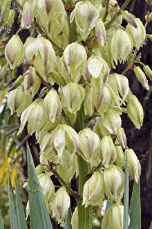 Images Dated 27th October 2012: Adams Needle, Spanish Bayonet or Spoon-leaf Yucca -Yucca filamentosa- during rain