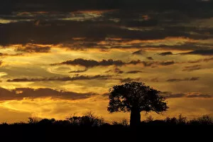 Images Dated 3rd April 2009: adansonia digitata, african baobab, baobab tree, beauty in nature, cloudscape, horizon over land
