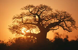 Adansonia Digitata Gallery: adansonia digitata, backlit, baobab, baobab tree, beauty in nature, clear sky, color image