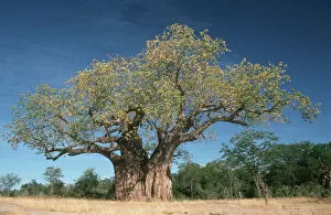 Adansonia Digitata Gallery: adansonia digitata, baobab, baobab tree, beauty in nature, clear sky, color image