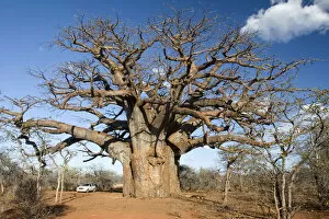 Images Dated 12th July 2009: adansonia digitata, bare tree, beauty in nature, boabab tree, car, cloud, color image